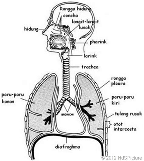 Gambar Organ Pernapasan Manusia Beserta Keterangannya – denah