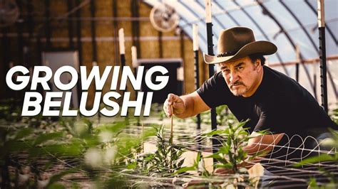 Watch Growing Belushi · Season 1 Full Episodes Free Online - Plex