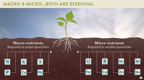 What Nutrients Do Plants Need?