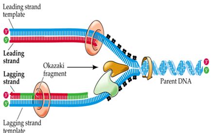 DNA Replication: Simple Steps of DNA replication in E.Coli (Basic Notes)