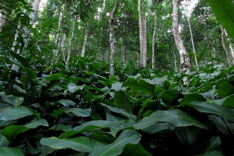 Woodland buffers help maintain bird communities in forest edges, finds ...