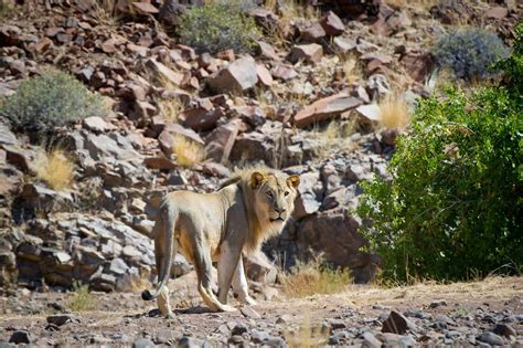 Damaraland Camp | Wilderness Namibia | Wilderness Safaris