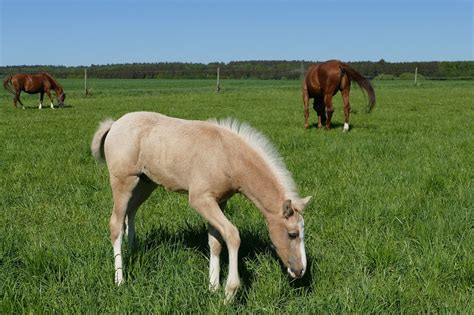 #palomino #foal | Palomino horse, Horses, Palomino