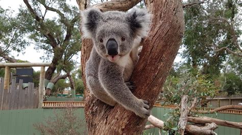 "Did... - Moonlit Sanctuary Wildlife Conservation Park | Facebook