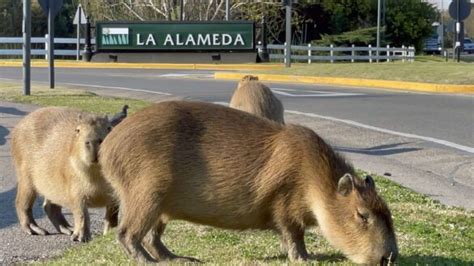 The Habitat of Capybaras in the Amazon Rainforest - Baby Capybara