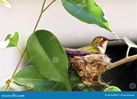 Rufous Hummingbird stock photo. Image of incubate, rufous - 49764920