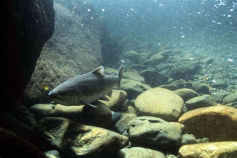 Salmon Migration Determined by Genetic Difference | Westernbass.com