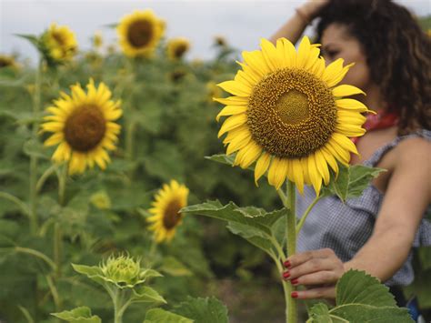 Lopburi Sunflower Field, Thailand + – The Kris Collective