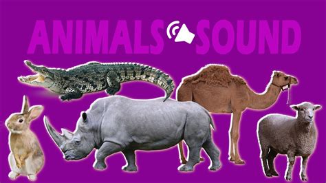Herbivores - elephant, cow, horse, goat, giraffe - Animal sounds - Part 29 - YouTube