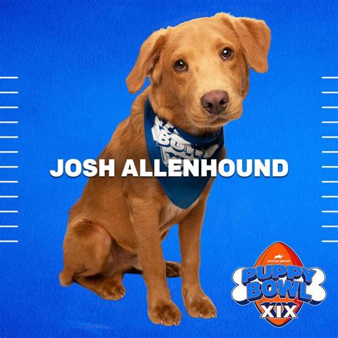 Buffalo rescue Josh Allenhound wins big at 2023 Puppy Bowl - newyorkupstate.com