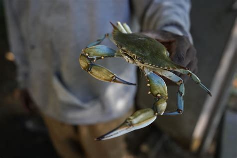 Maryland reports falling blue crab population in Chesapeake Bay ...