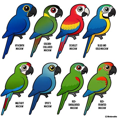 Birdorable macaws | Cute animal drawings, Pet birds, Cute birds