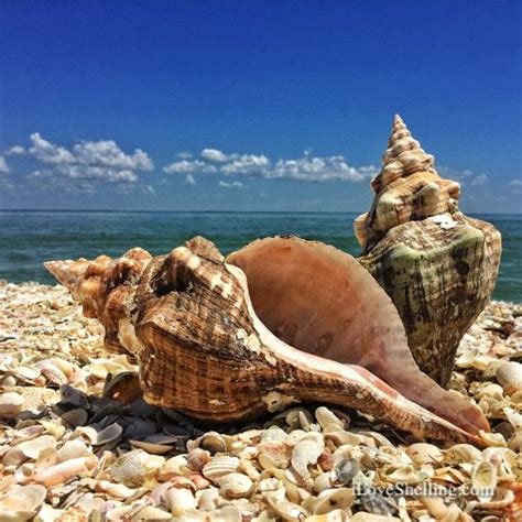 The best time to find lots of shells on the beaches of southwest Florida is after a storm coming ...