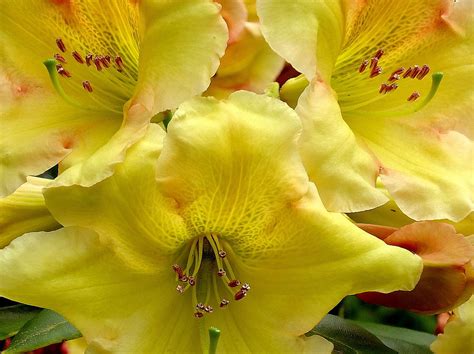 Yellow Rhododendron Trio Photograph by Peter Mooyman