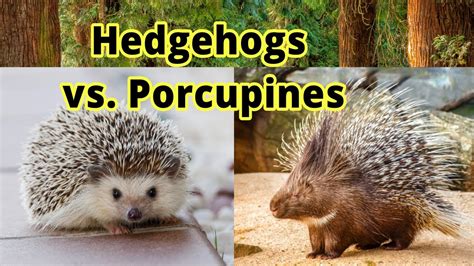 Porcupine Vs Hedgehog Vs Echidna