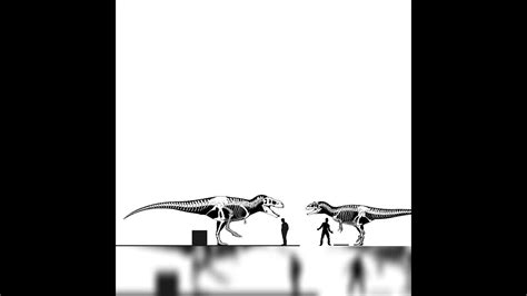 Tarbosaurus And Allosaurus Size Comparison - YouTube