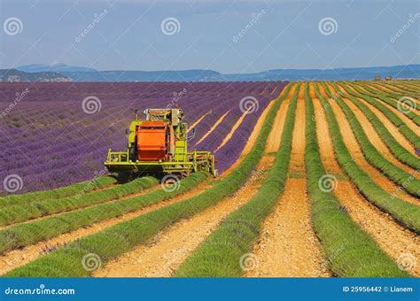 Lavender field harvest stock photo. Image of colour, nature - 25956442