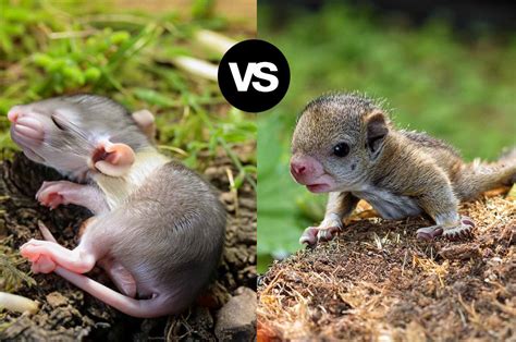 Newborn Squirrel and Rat difference - HuntingSeasons.Org