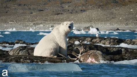 World-First Footage Of Polar Bear Hunting A Reindeer Captured By ...