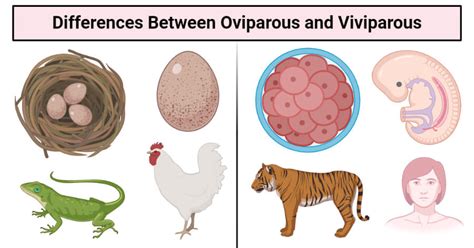 Top 148 + Oviparous and viviparous animals names - Lifewithvernonhoward.com