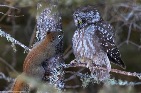 Zenfolio | Nature and Wildlife Photography by Tom Samuelson | Owls