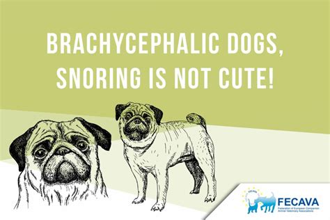 Brachycephalic dogs, snoring is not cute! - FECAVA