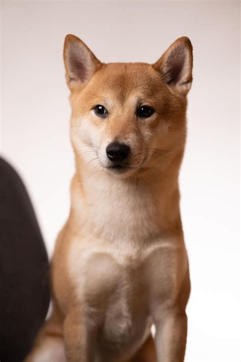 Home | Shiba inu, Shiba inu corgi mix, Pitbull dog