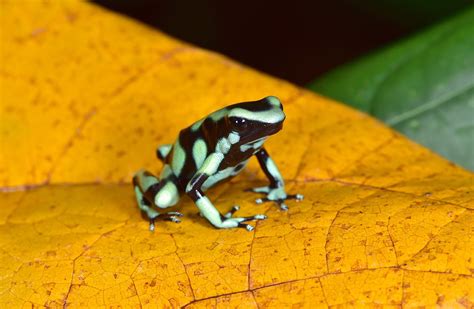 Green & Black Poison Dart Frog: Pictures, Care, Varieties, Info & More | Pet Keen