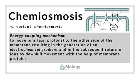 Chemiosmosis Definition and Examples - Biology Online Dictionary