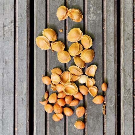 Apricot pits on wood stock image. Image of seeds, wooden - 26554801