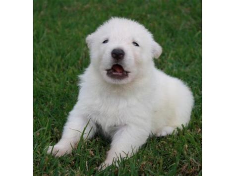 WHITE SWISS SHEPHERD PUPPIES FOR SALE! Piet Retief - PUPPIES FOR SALE