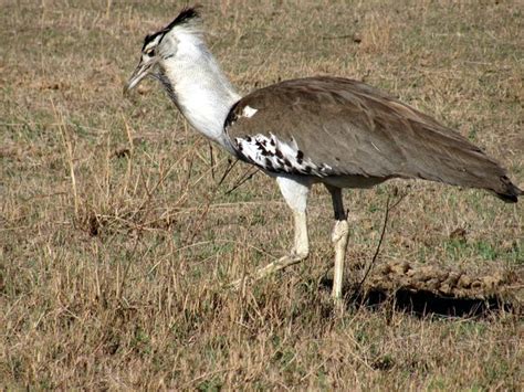 Sharing Guy's Journey: Back to Africa: Ngorongoro Crater, Tanzania (4 ...