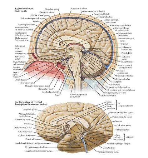 Brain: Medial Views Anatomy Cingulate gyrus , Cingulate sulcus , Medial frontal gyrus , Sulcus ...