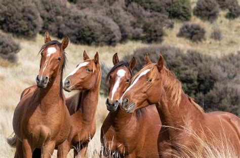 Kaimanawa Island Horse, Chincoteague Ponies, Cumberland Island, Namib ...