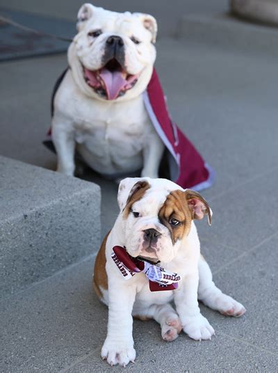 University of Redlands selects first female bulldog mascot ...