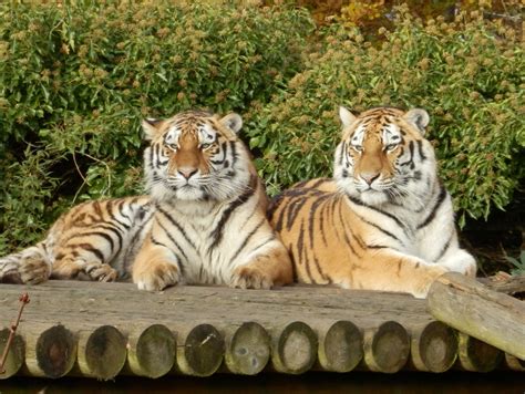 beautiful female amur tigers siberia & aleena - ZooChat