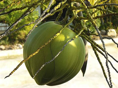 Growing Dwarf Coconut Trees - A Complete Guide | Agri Farming