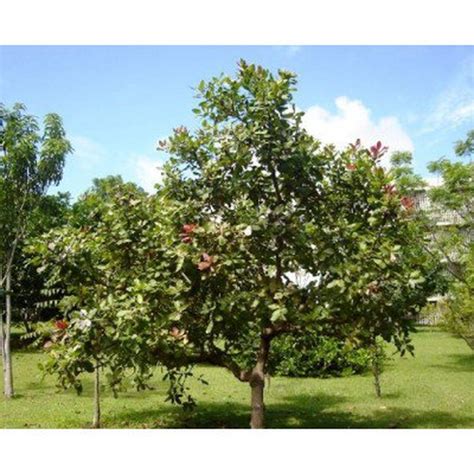 cashew tree - Google Search | Cashew tree, Trees to plant, Tree seeds