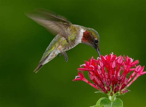 Red Dye Nectar Might Be Killing Hummingbirds - Red Dye Nectar Under Fire for Making Hummingbirds ...