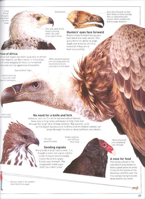 Eagles & Birds of Prey (Eyewitness Book) | Dorling Kindersley ...