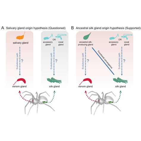 Core network module of the common house spider venom glands. a... | Download Scientific Diagram