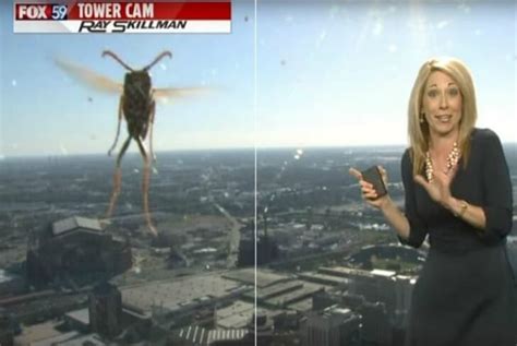 It's Crazy How These 45 Ridiculous Reporter Fails Were On Live TV ...