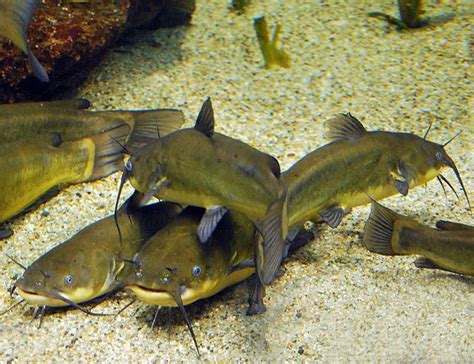 Brown Bullhead Catfish or Mud Cats | Arizona Aquatic Gardens