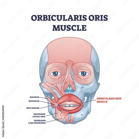 Orbicularis oris muscle complex as lips and mouth muscular system ...