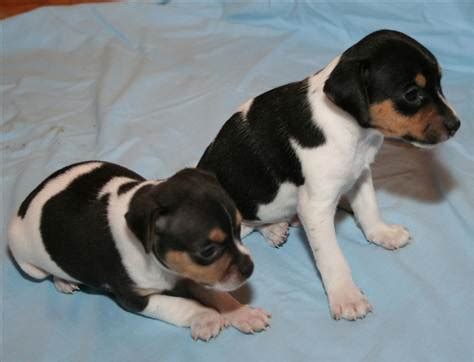 Animals World: pictures of animal brazilian terrier puppies gallery