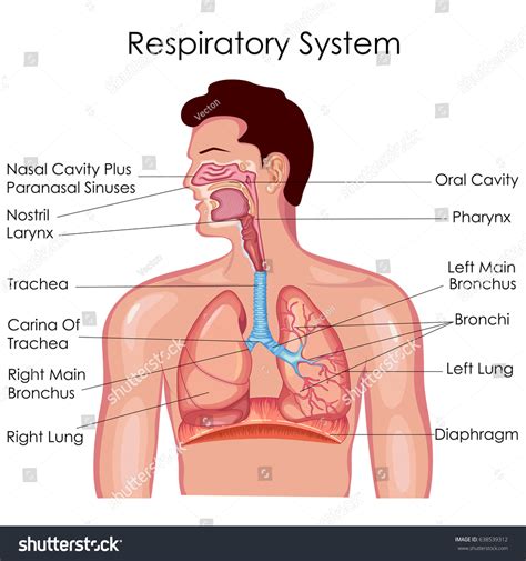 35,724 Respiratory System Anatomy Images, Stock Photos, 3D objects, & Vectors | Shutterstock