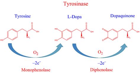 Tyrosinase enzyme reactions. | Download Scientific Diagram