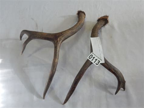 LOT OF 2 3 POINT DEER ANTLERS - Big Valley Auction