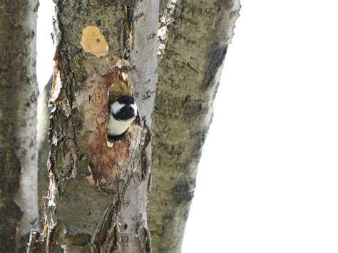 Black-capped Chickadee - NestWatch