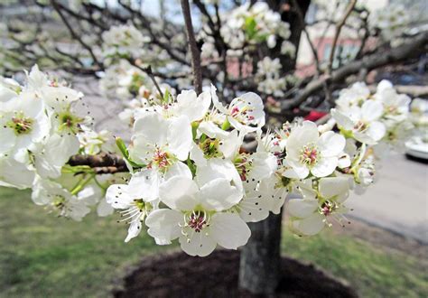 CALLERY or BRADFORD PEAR TREE: (Pyrus calleryana). Photographed April 2 ...